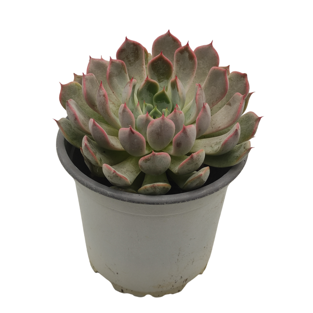 نبات عصاري إيشفيريا بوليدونس - Echeveria Pulidonis