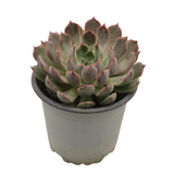 نبات عصاري إيشفيريا بوليدونس - Echeveria Pulidonis