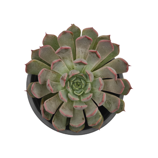 نبات عصاري إيشفيريا بوليدونس - Echeveria Pulidonis