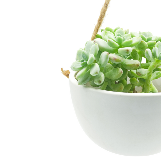 حوض نباتات معلق - Hanging Plant Pot