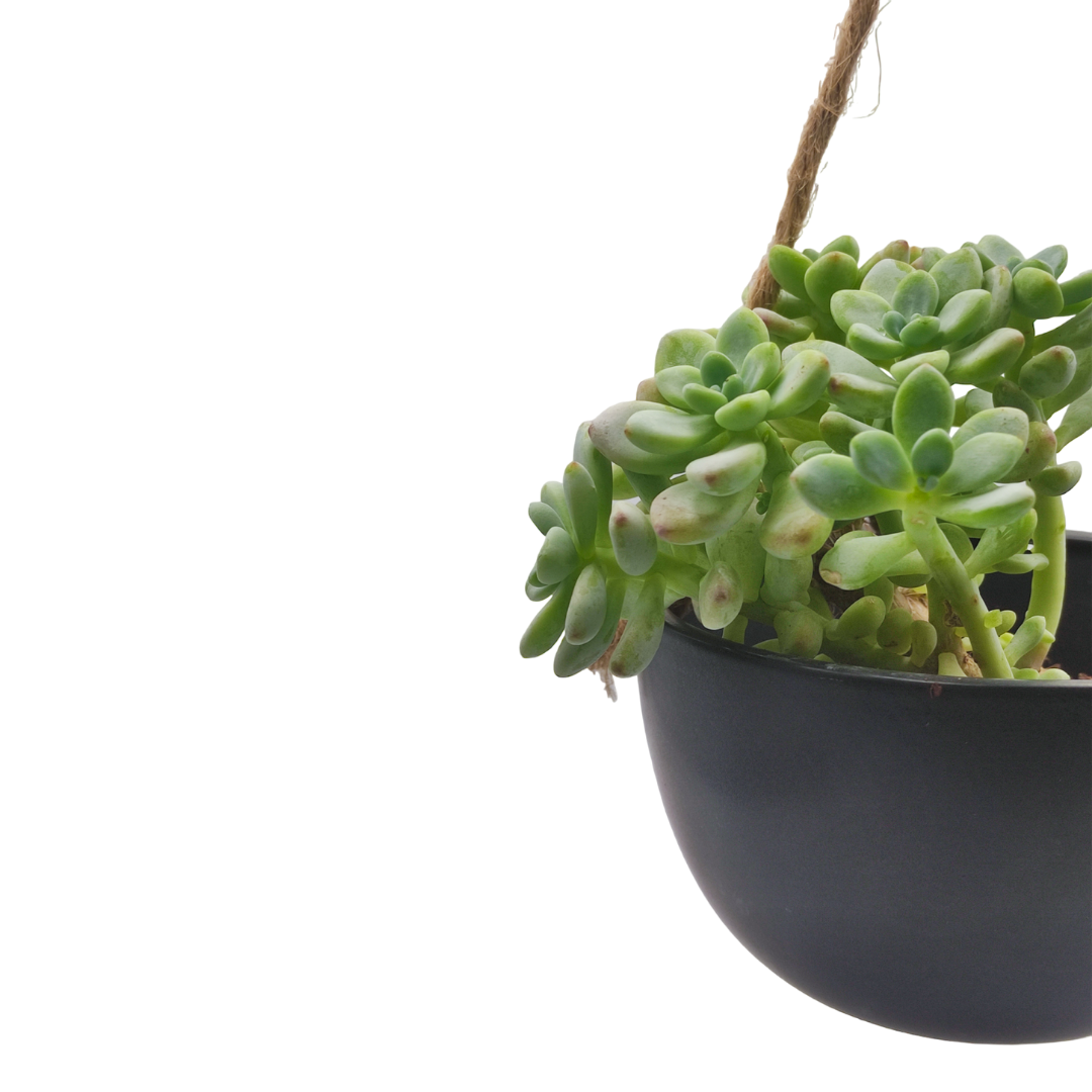 حوض نباتات معلق - Hanging Plant Pot