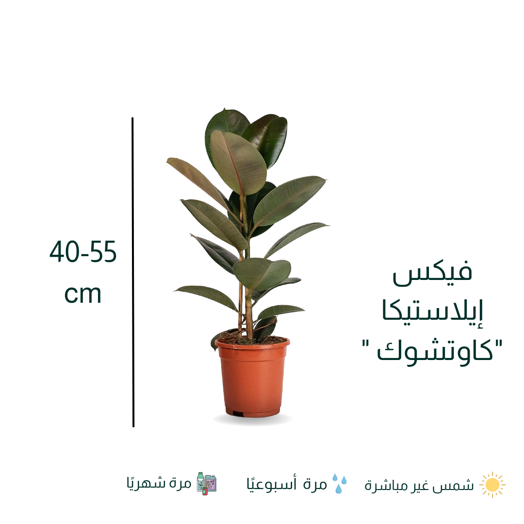 فيكس إيلاستيكا - المطاط - الكوشوك - Ficus Elastica Plant