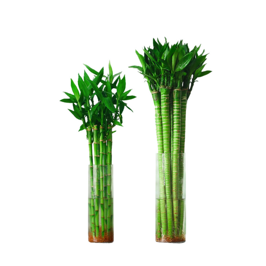 ساق البامبو عريض 70 سم - Thick Lucky Bamboo Single Stalk