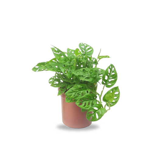 مونستيرا قناع القرد - Monstera Adansonii Plant