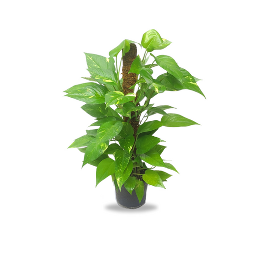 بوتس قلب عبد الوهاب - Pothos Plant