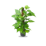بوتس قلب عبد الوهاب - Pothos Plant