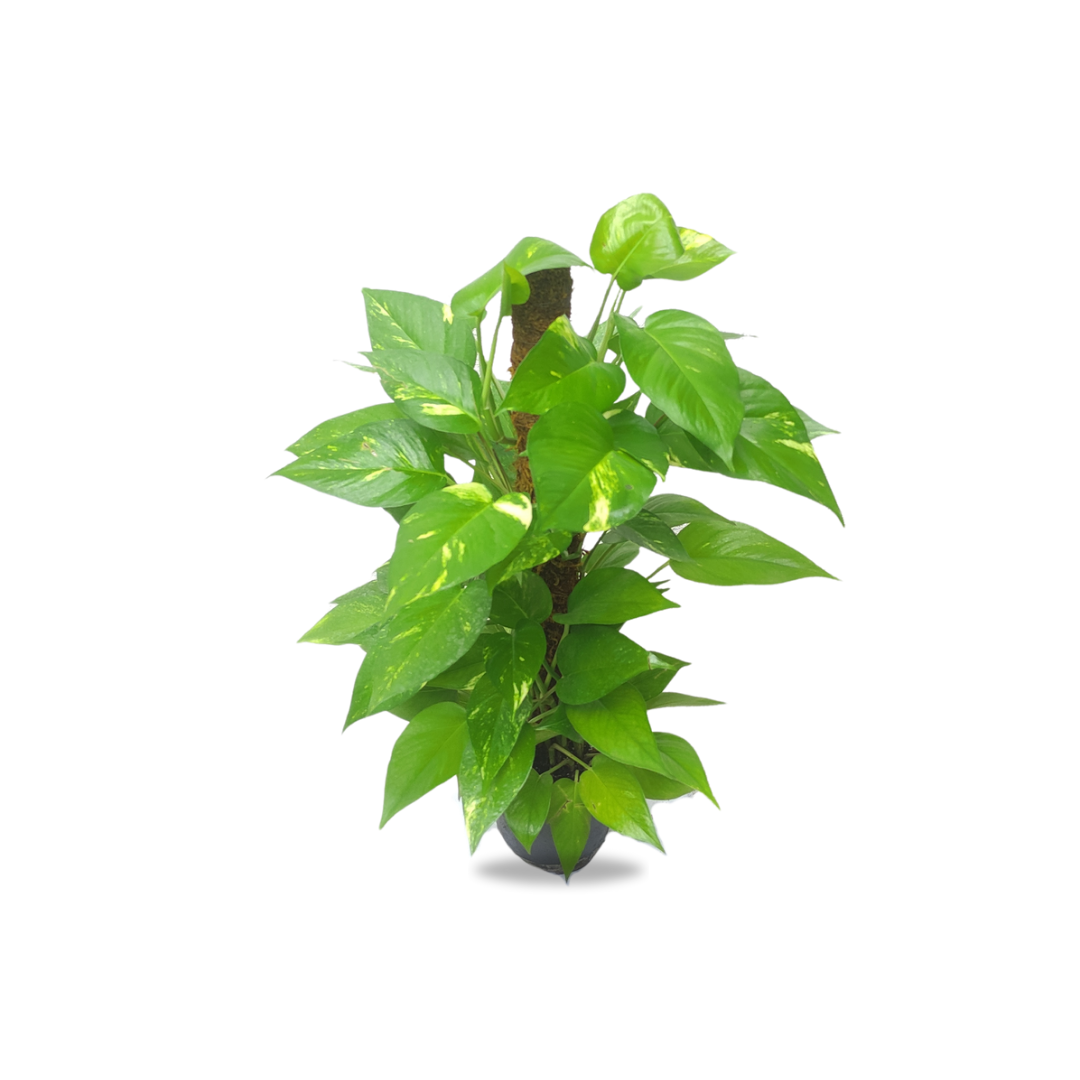 بوتس قلب عبد الوهاب - Pothos Plant