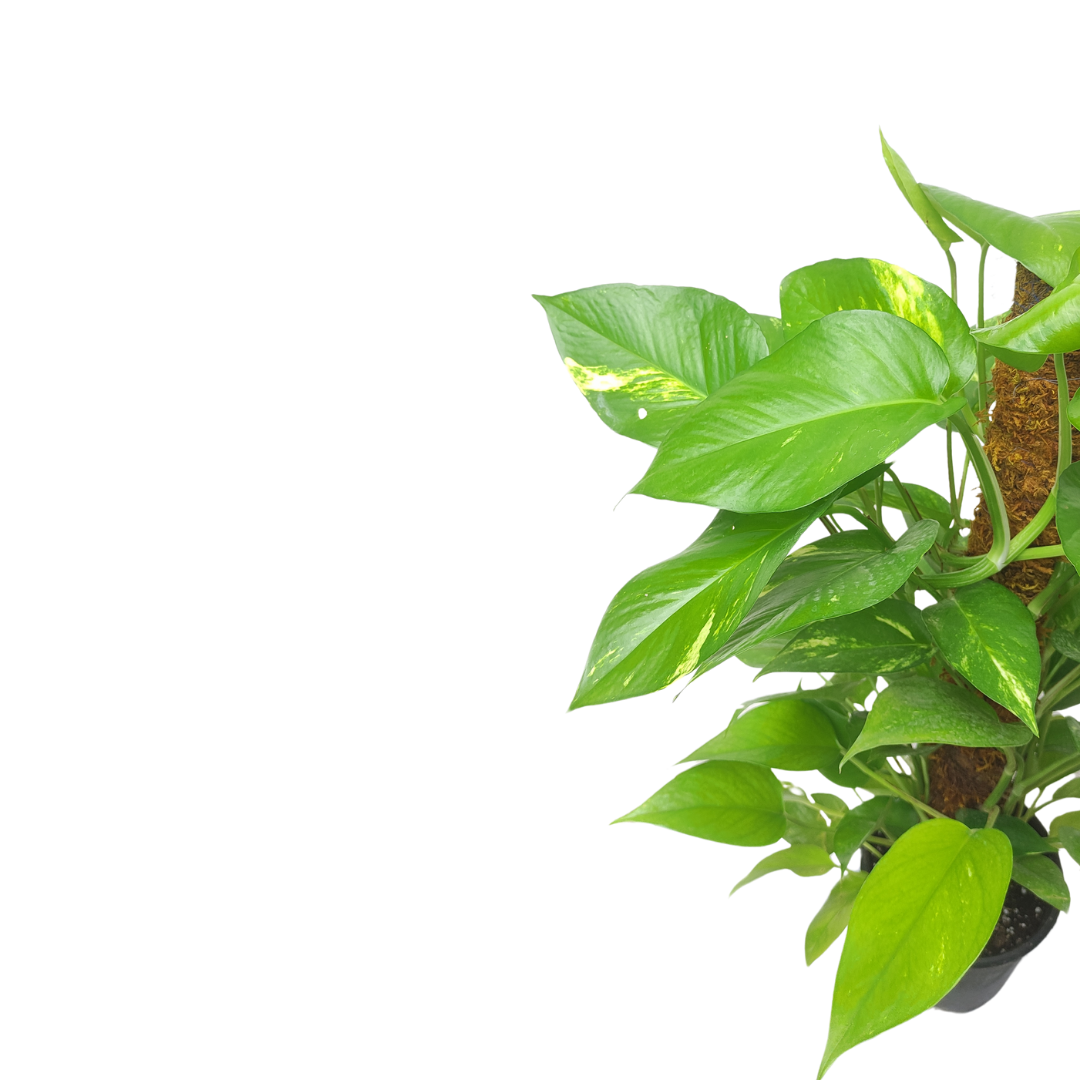 بوتس قلب عبد الوهاب - Pothos Plant
