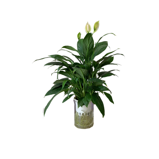 نبات الشراع بوعاء مائي مميز - زنبق السلام - SPATHIPHYLLUM CHOPIN Plant