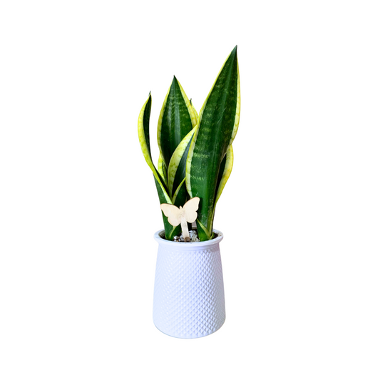 نبات سانسيفيريا جلد النمر نبات الأفعى بوعاء مائي مميز - Aquatic Sansevieria Plant (Snake Plant)