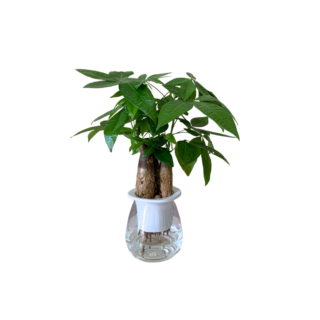 باشيرا شجرة المال بوعاء مائي مميز - Pachira Aquatica