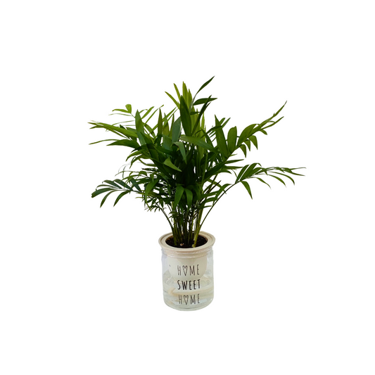 نبات شمادوريا بوعاء مائي - Aquatic Chamaedorea Plant