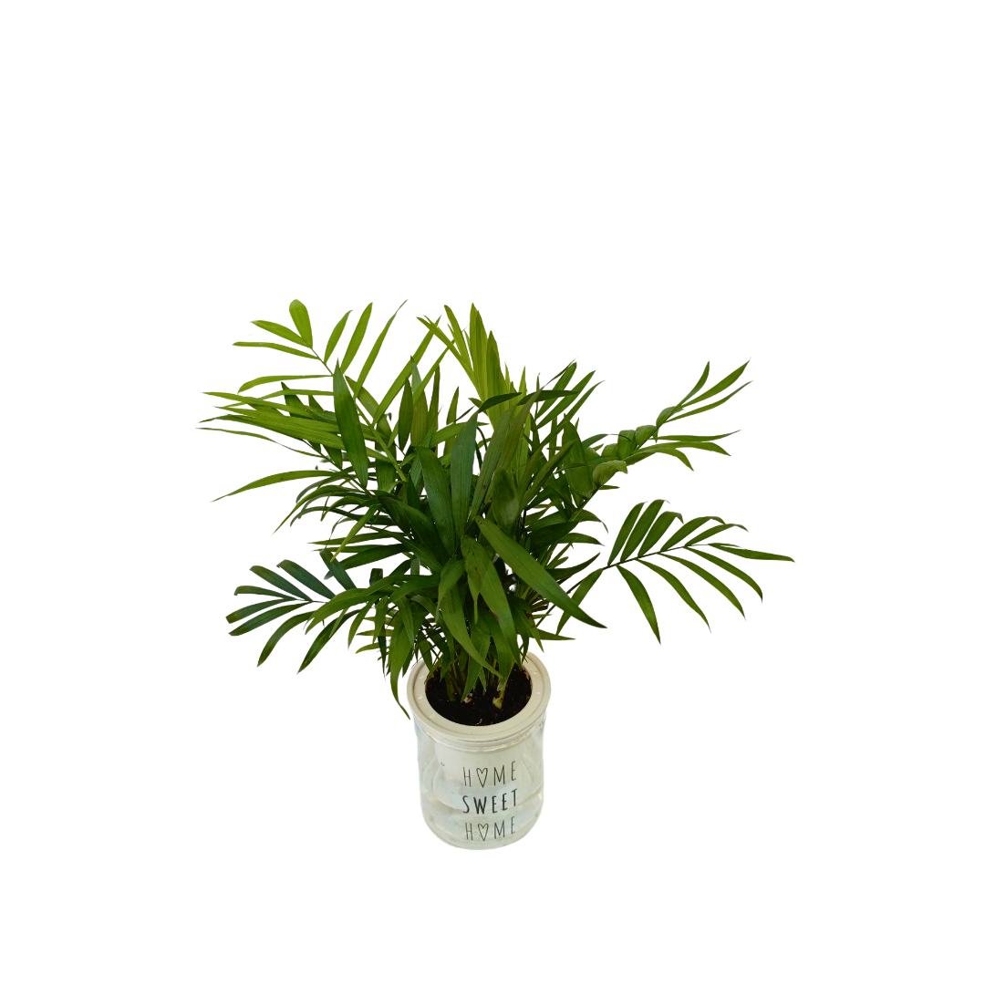 نبات شمادوريا بوعاء مائي - Aquatic Chamaedorea Plant