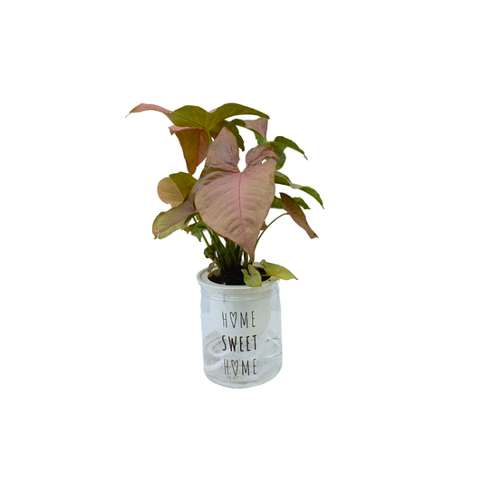 نبات سينجونيوم الزهري بوعاء مائي - Aquatic Pink Splash Syngonium Plant