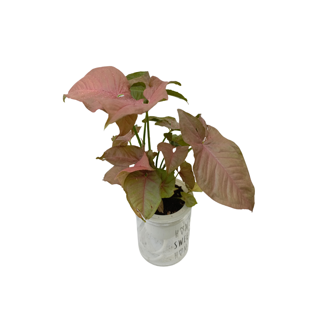نبات سينجونيوم الزهري بوعاء مائي - Aquatic Pink Splash Syngonium Plant