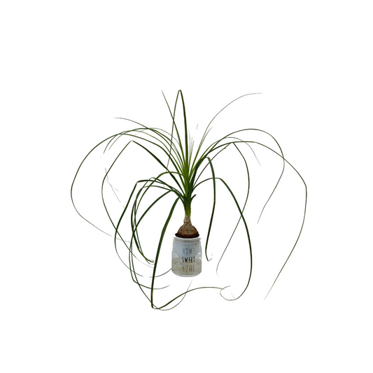 نبات نولينا بوعاء مائي - Aquatic Nolina Plant