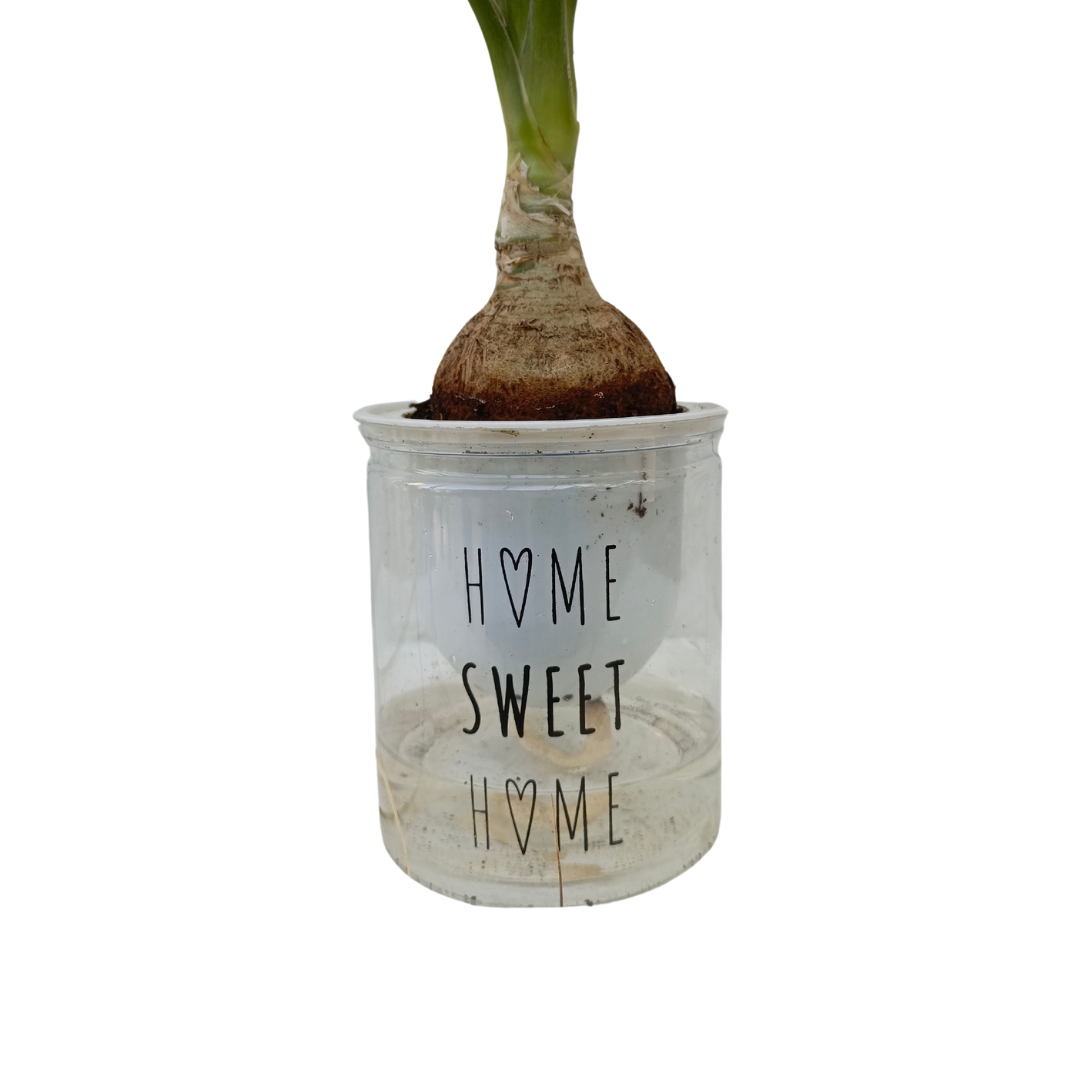 نبات نولينا بوعاء مائي - Aquatic Nolina Plant