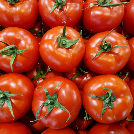 بذور هجينة ( بندورة ) طماطم فينيسيا 1000 بذرة - Venicia F1 Tomato Seeds 1000 Seeds