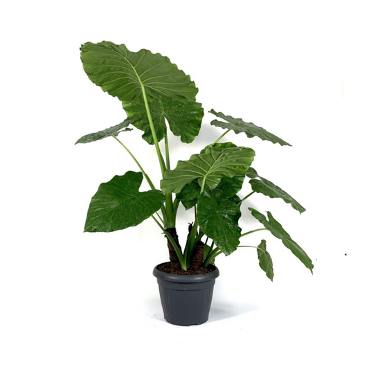 نبات أذن الفيل ألوكاسيا ماكرورايزا - Alocasia Macrorrhiza -