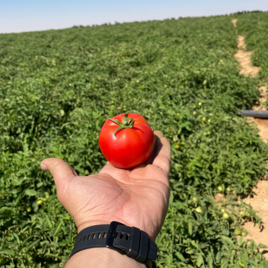 بذور هجينة ( بندورة ) طماطم لونار 1000 بذرة - Lunar F1 Tomato Seeds 1000 Seeds