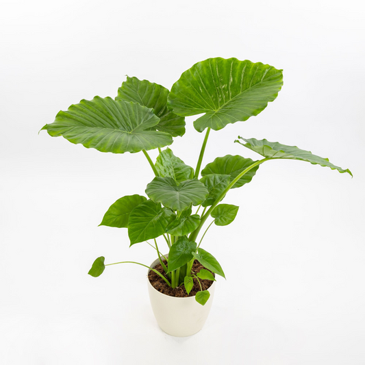 نبات أذن الفيل ألوكاسيا ماكرورايزا - Alocasia Macrorrhiza -
