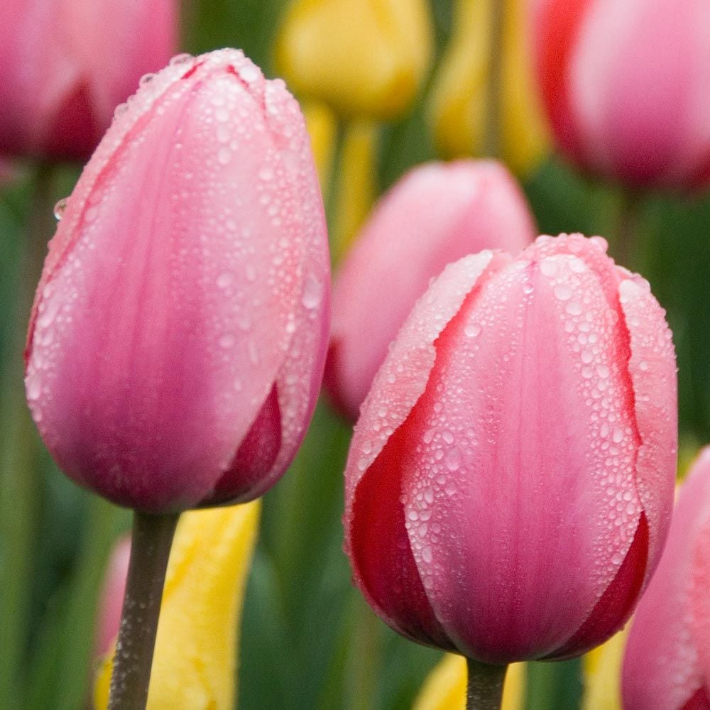 تيوليب الانطباع الوردي - Tulip Pink Impression