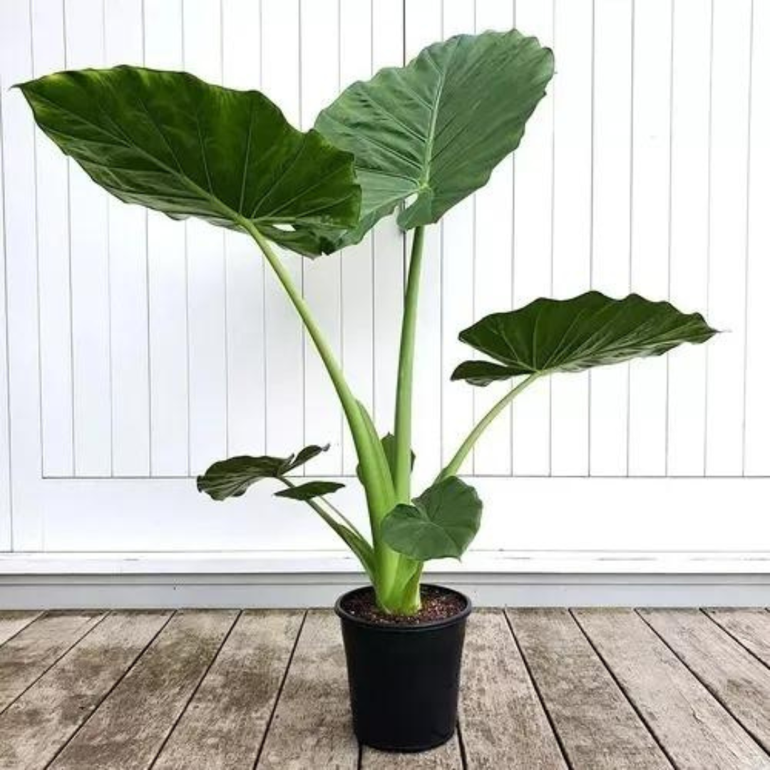 نبات أذن الفيل ألوكاسيا ماكرورايزا - Alocasia Macrorrhiza -