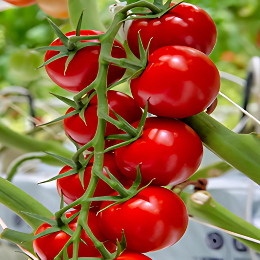 بذور هجينة ( بندورة ) طماطم بالستينا 1000 بذرة - Palestina F1 Tomato Seeds 1000 Seeds