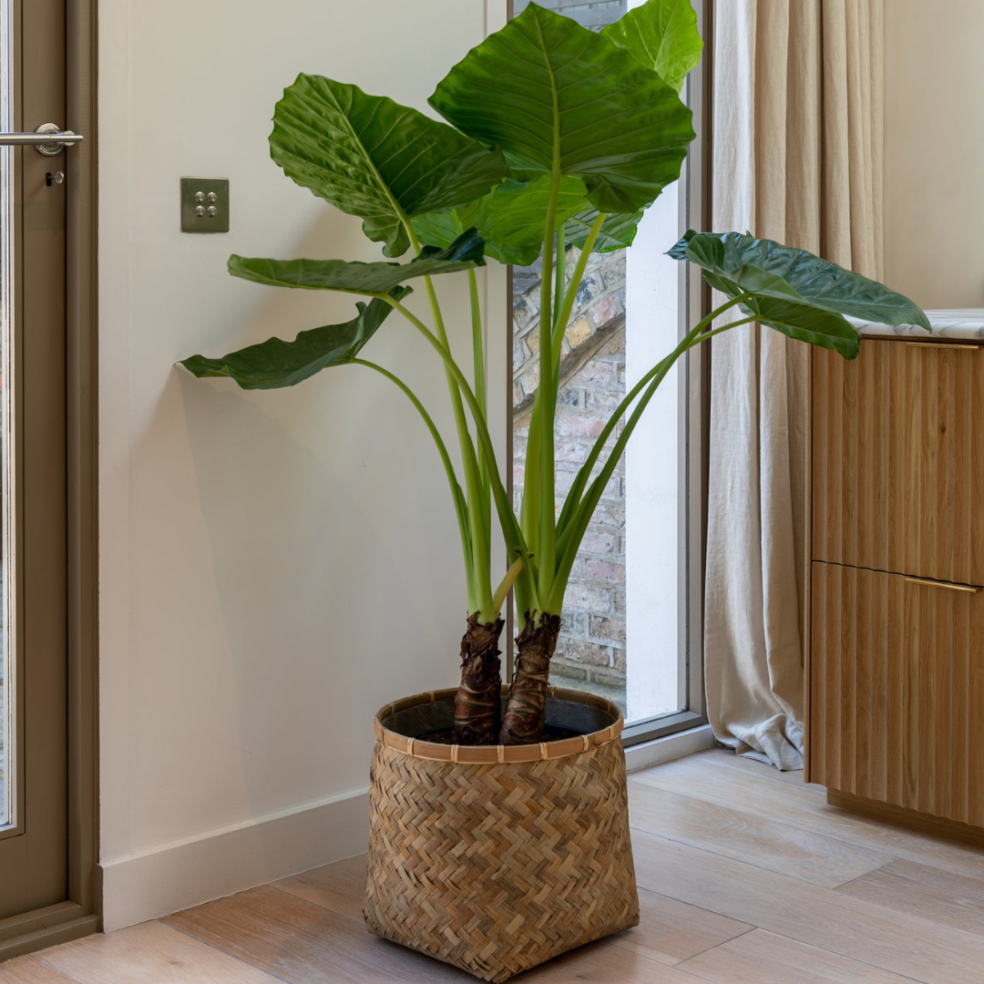 نبات أذن الفيل ألوكاسيا ماكرورايزا - Alocasia Macrorrhiza -