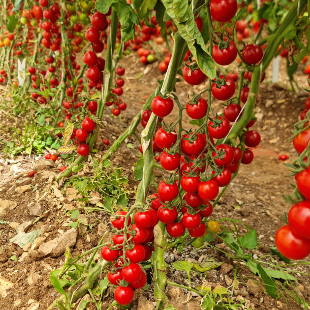 بذور هجينة ( بندورة ) طماطم إلما كرزية عنقودية 1000 بذرة - Elma Cluster Small size F1 Tomato Seeds 1000 Seeds