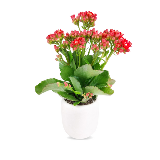 كلانشوة - Kalanchoe Plant