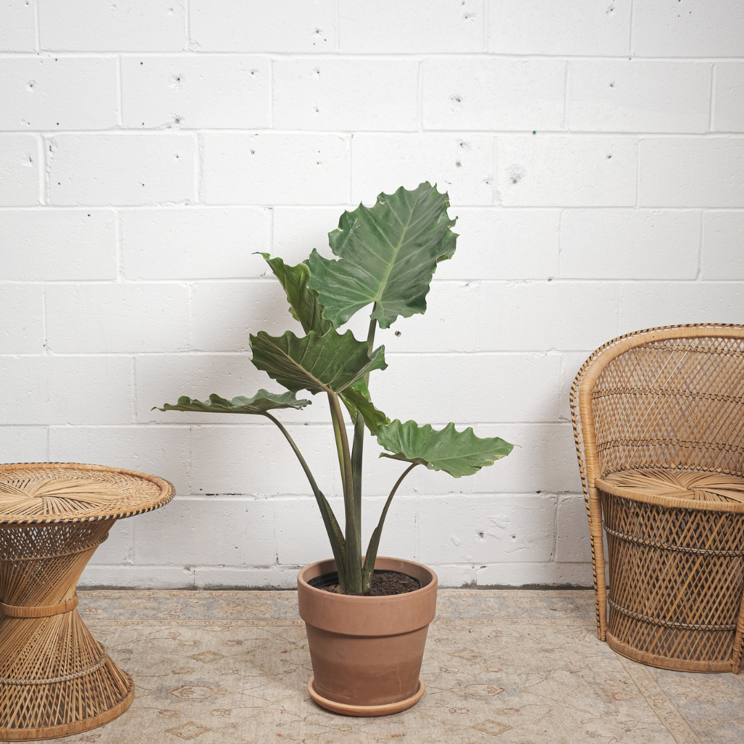 نبات أذن الفيل ألوكاسيا ماكرورايزا - Alocasia Macrorrhiza -