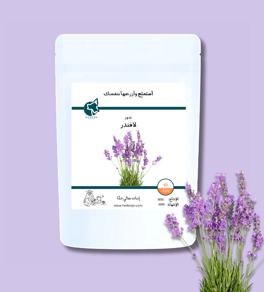 بذور لافندر عالية الجودة - High Quality Lavender Seeds