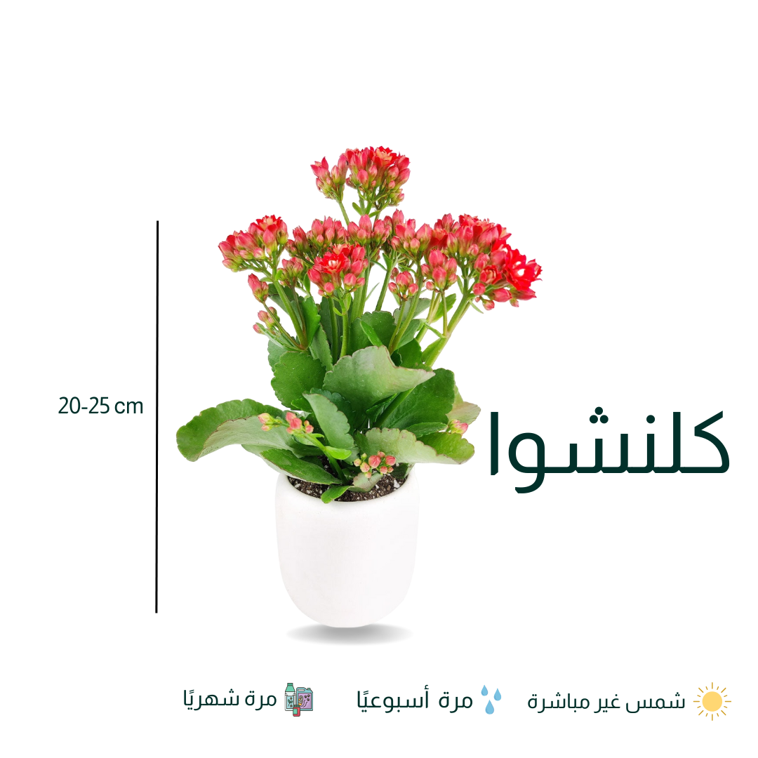 كلانشوة - Kalanchoe Plant