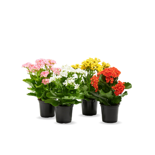 كلانشوة - Kalanchoe Plant