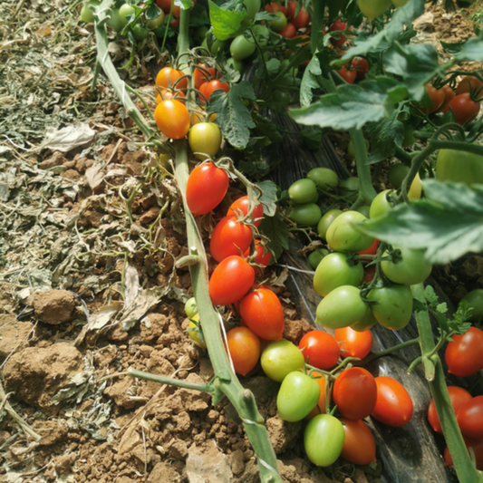 بذور هجينة ( بندورة ) طماطم بلحية بالما 1000 بذرة - Balma F1 Plum Tomato Seeds 1000 Seeds