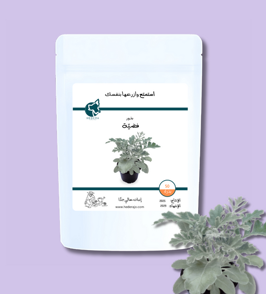 بذور فضيّة رفيعة عالية الجودة - High Quality Senecio cineraria - Silver Dust Seeds