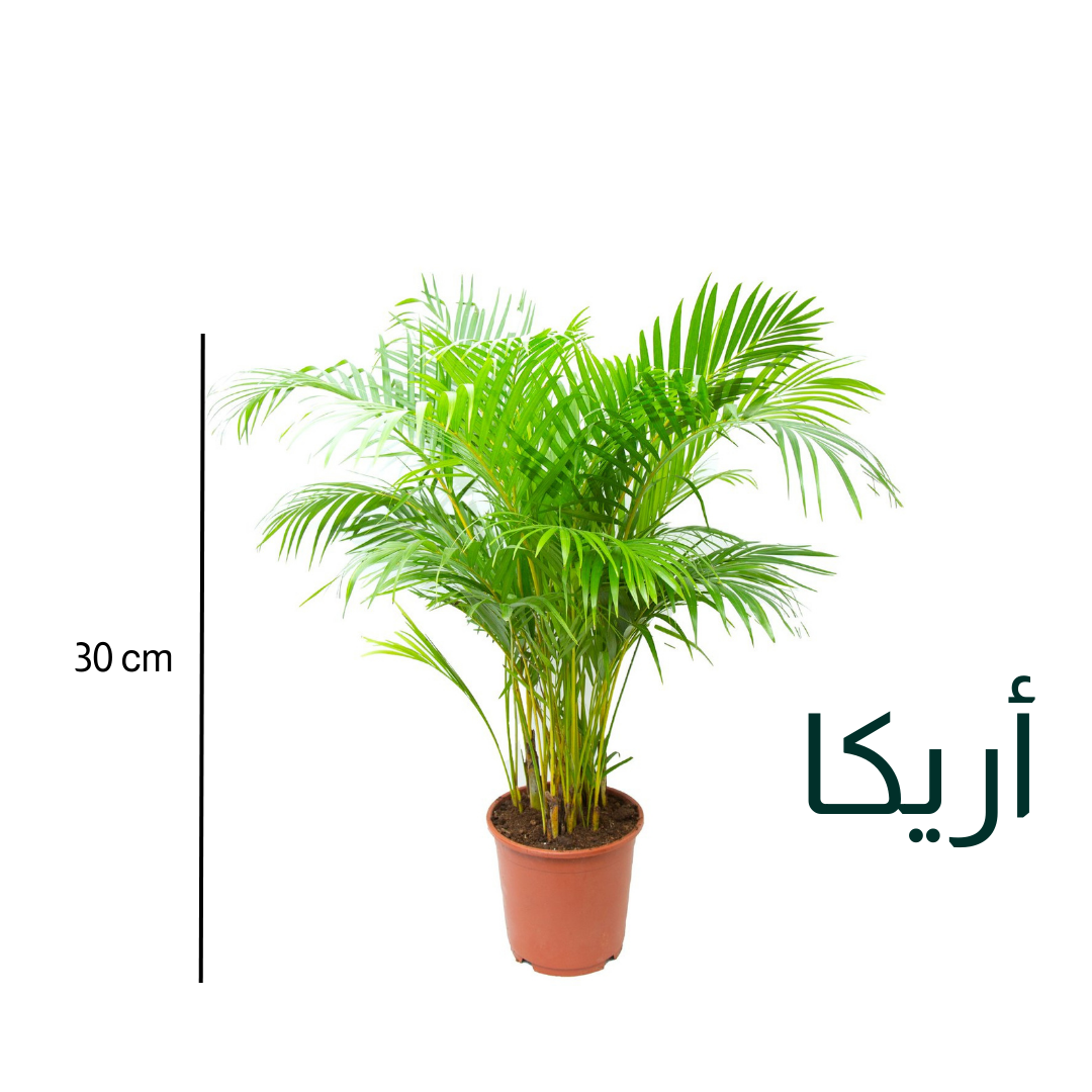 أريكا - Areca Palm