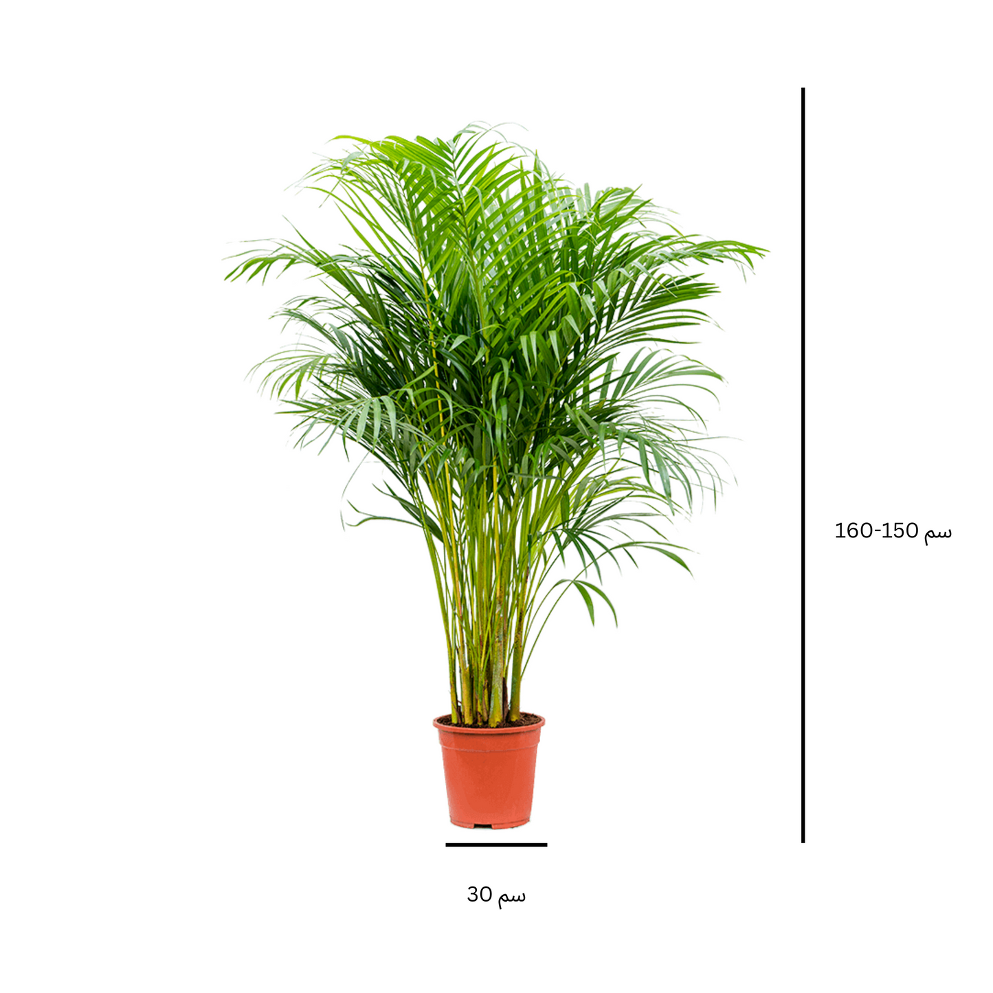 نخيل أريكا 160 سم - Areca Palm 160 cm