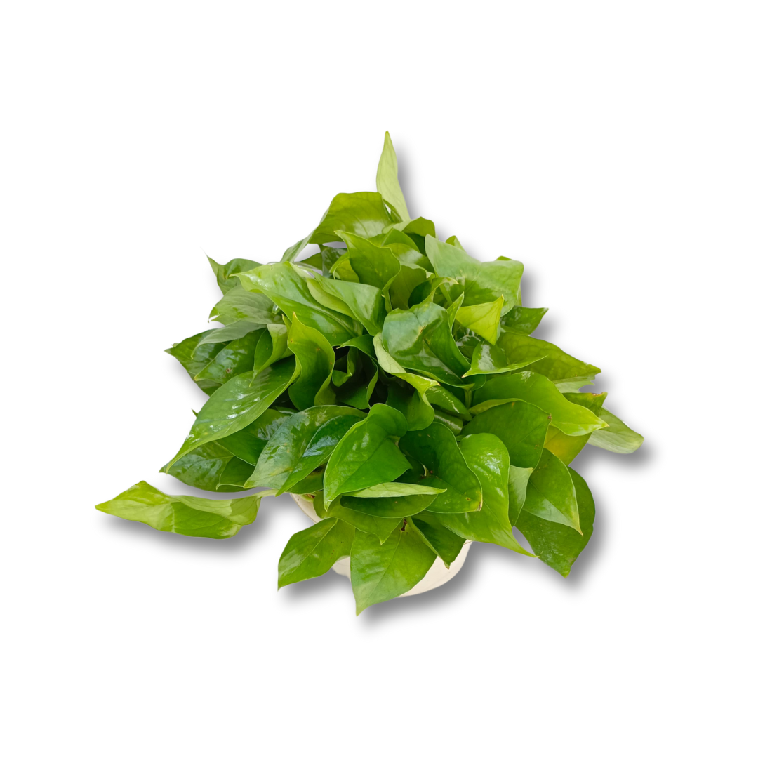 نبات بوتس قلب عبد الوهاب متدلي - Golden Pothos Plant