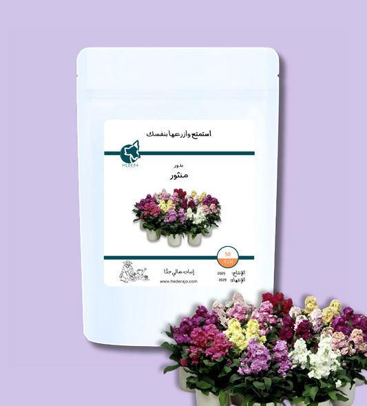 بذور منثور عالية الجودة - High Quality Cinderella Vivid Seeds