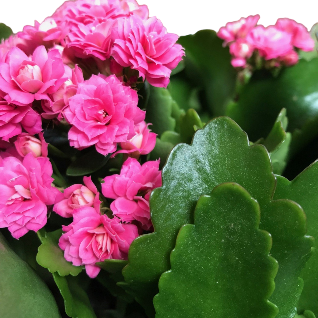 كلانشوة - Kalanchoe Plant