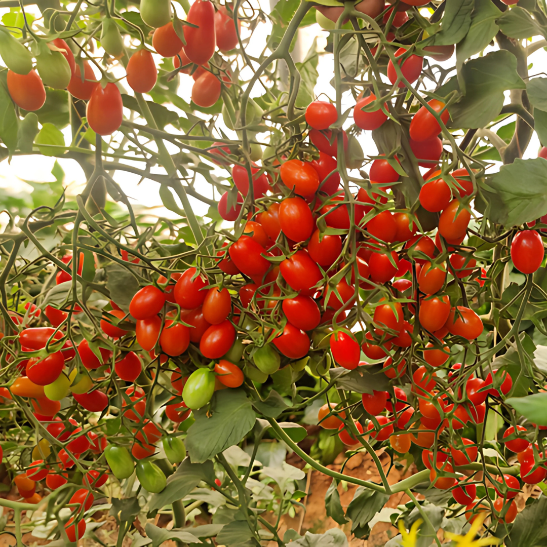 بذور هجينة ( بندورة ) طماطم سافانا تشيري البلحية 1000 بذرة -Savanna F1 Cherry Plum Tomato Seeds 1000 Seeds