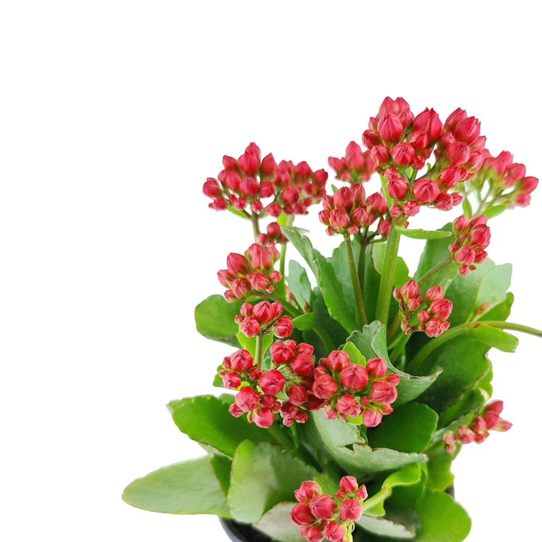 كلانشوة - Kalanchoe Plant