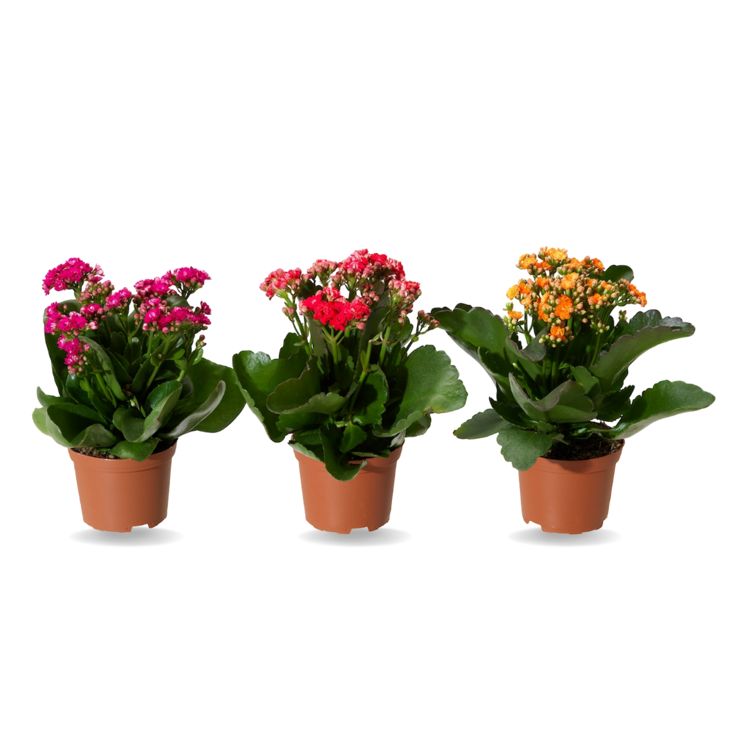 كلانشوة - Kalanchoe Plant