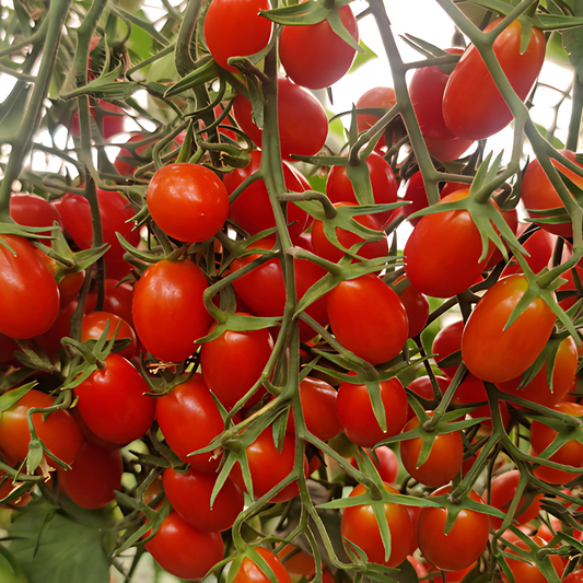 بذور هجينة ( بندورة ) طماطم سافانا تشيري البلحية 1000 بذرة -Savanna F1 Cherry Plum Tomato Seeds 1000 Seeds