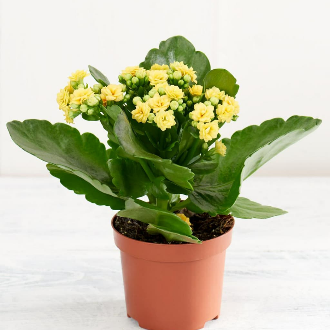 كلانشوة - Kalanchoe Plant
