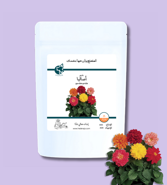 بذور أضاليا عالية الجودة - High Quality Dahlia Variabilis Garden Pride Seeds