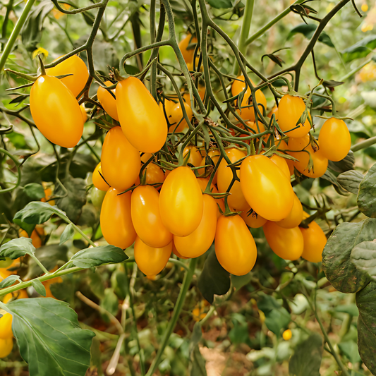 بذور هجينة ( بندورة ) طماطم عنبر تشيري البلحية 1000 بذرة - Amber Yellow Cherry Plum F1 Tomato Seeds 1000 Seeds