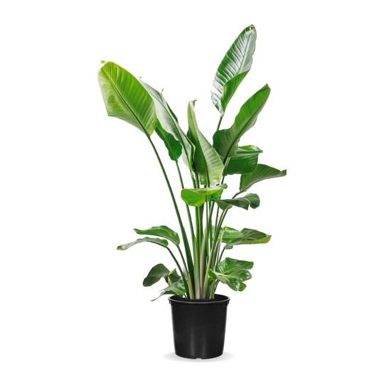 نبات أوراق الموز - Strelitzia Nicolai Plant